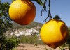 Al comprar naranjas valencianas compra salud y naturaleza